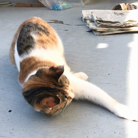 猫、遊び日和❣️の画像