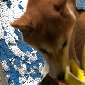 いたずら‼️の画像