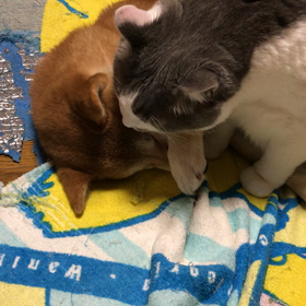 １１月２８日 今夜のヒーターの前。の画像