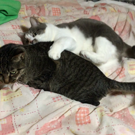 熱烈ラブコール❣️の画像