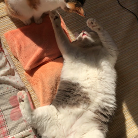 おっぴろげー❗️の画像