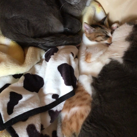 とばっちり。の画像