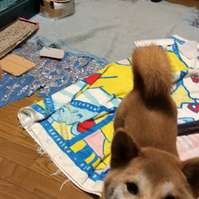 おすそ分け。の画像