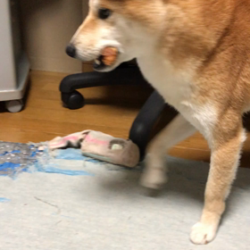 隠したつもり。の画像