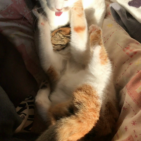またやってる。の画像