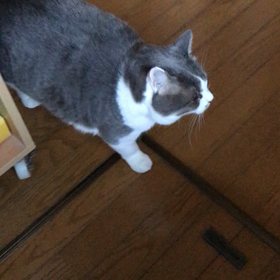 ごは〜ん。の画像