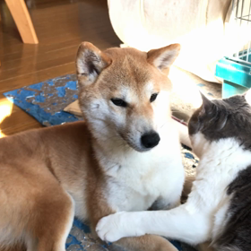 なかよし❣️の画像