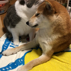 え？無料？の画像