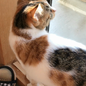 ちくわの楽しみ。の画像