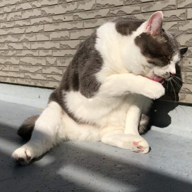 ぺろぺろぺろ。の画像