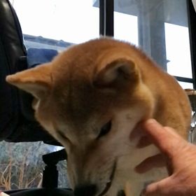 お気に入り❣️の画像