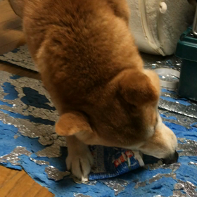 今夜の遊び。ひゅうが編。の画像