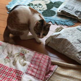 暴れん坊。の画像