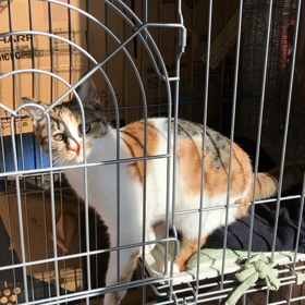 なぜ上がる？の画像