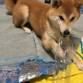 やるぞー！の画像