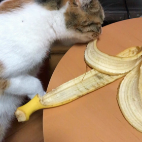 興味津々。の画像