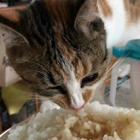 なると。恐るべし。その2の画像