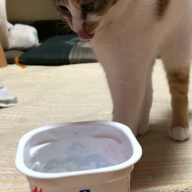 初めて食べた❗️の画像