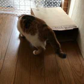 ちくわ。ひとり遊び。の画像