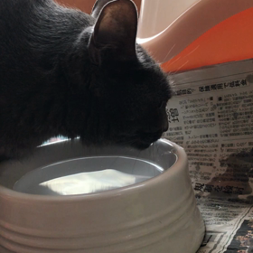 びちゃびちゃ。の画像