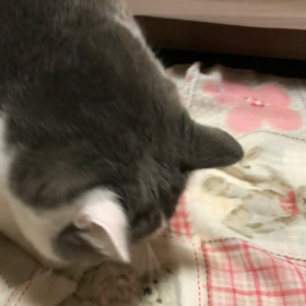 掘り掘り。の画像