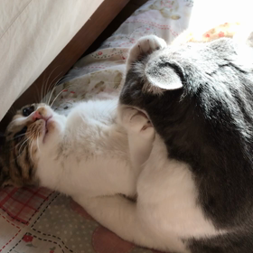鼻息！の画像