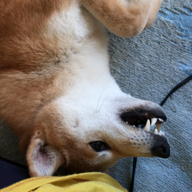 すねる。の画像
