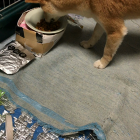 隠したつもり。の画像