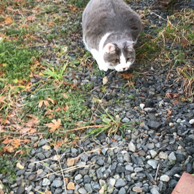 デブでも。の画像