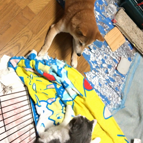 11月21日今夜のヒーターの前。の画像