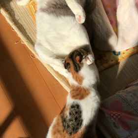 チビとデブ。の画像