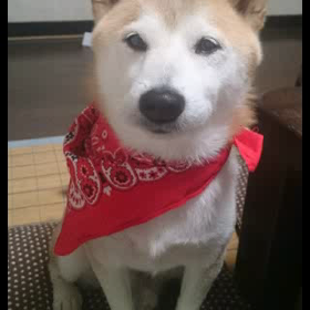 おばバカなんですが…の画像