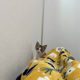”埼玉県さいたま市より里親募集★ネモちゃん”の画像