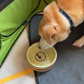 水を飲むりっちゃんの画像