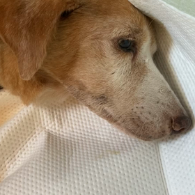 りっちゃん永眠の画像