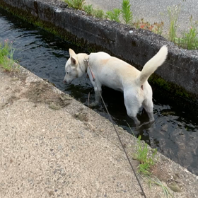歩夢くん行水動画の画像