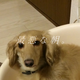 癒されるの画像