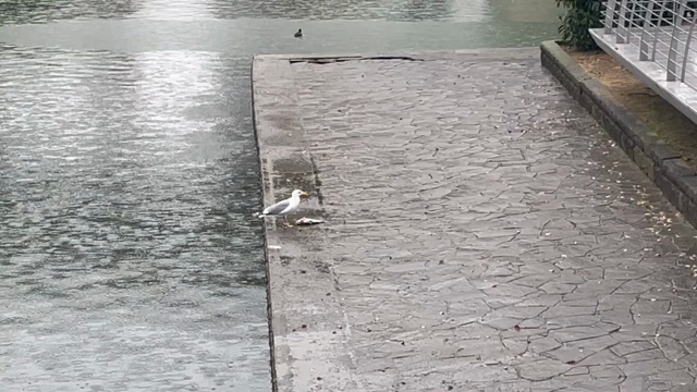 雨の火曜も高架下から地球へ響け〜〜♪の記事動画