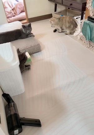あそびの記事動画
