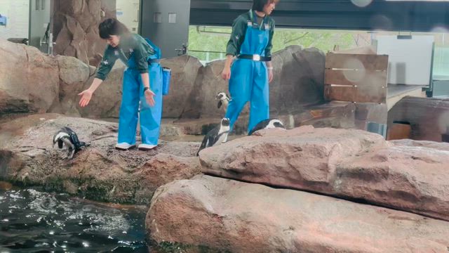 一枚　シリーズの記事動画