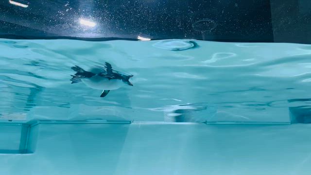 一枚　シリーズの記事動画