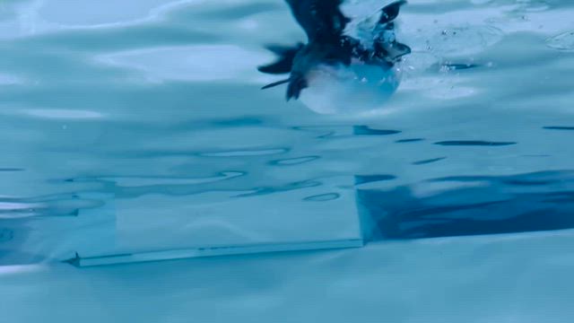 一枚　シリーズの記事動画