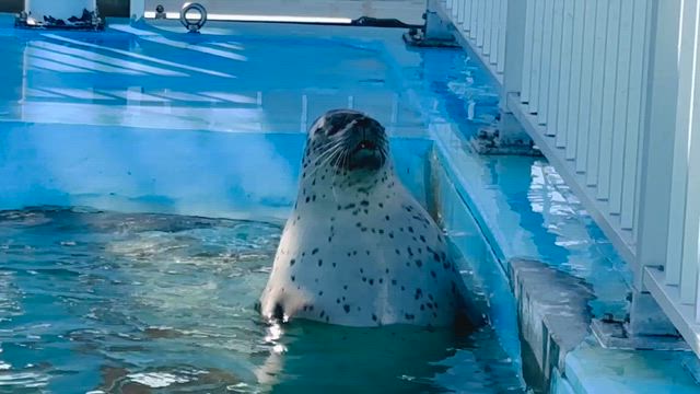 流氷の旅2026の話　アザラシ見てきましたよの記事動画