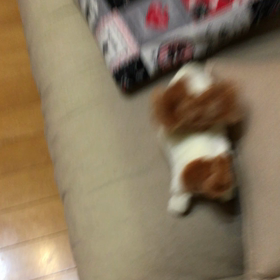 えりの画像