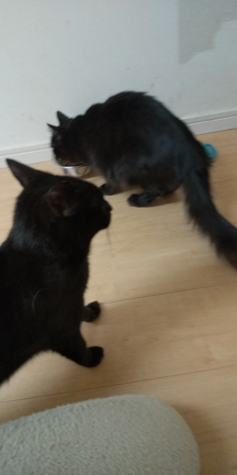 猫の引き取りしましたの記事動画