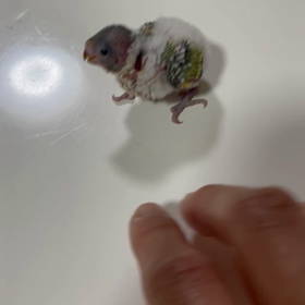 セキセイインコ　兄弟　里親様募集中の画像
