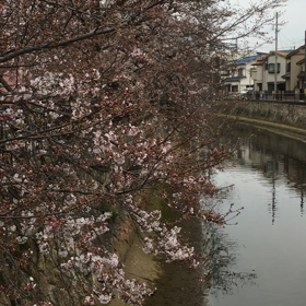 桜が…の画像