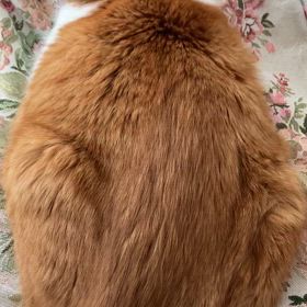 全身で息をするの画像