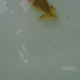 深腰の魚の画像