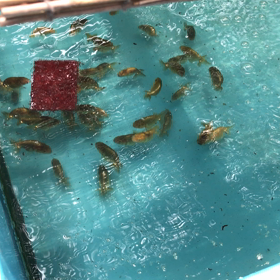 ゲキ暑。。の画像